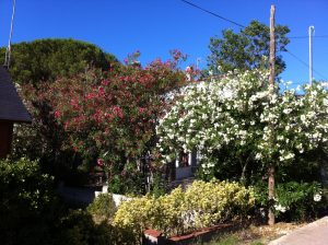 Baladres / Oleanders